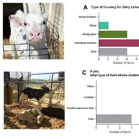 thumbnail for publication: How Are Cows Cooled on Dairy Farms in Florida?